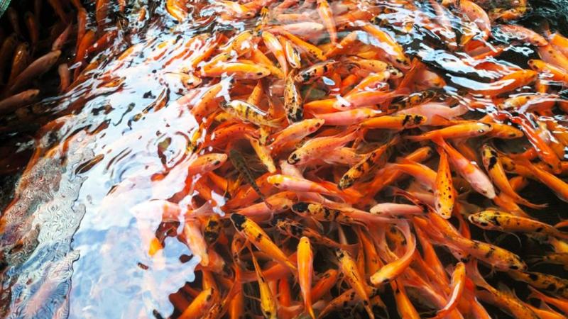 Ikan Nila Salin