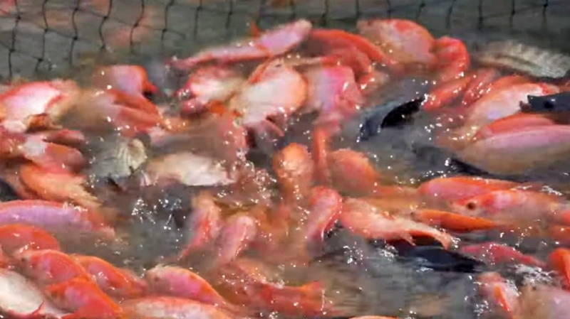 Diskan Antisipasi Penyebaran Penyakit Ikan Budi Daya