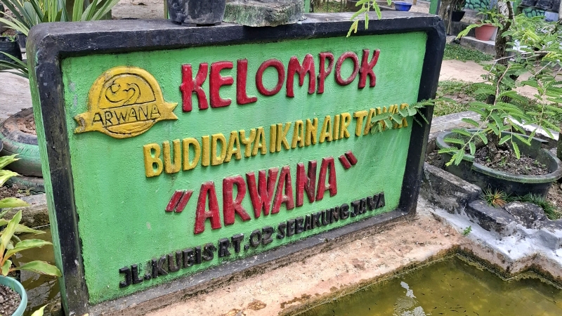 Pokdakan Arwana