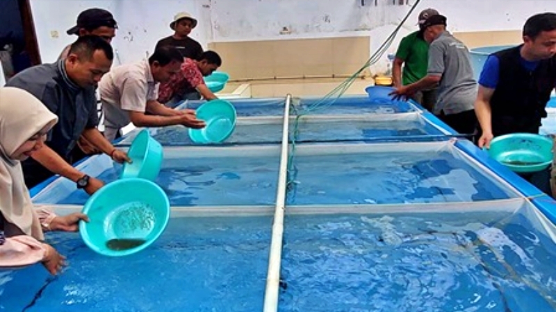 Praktiks penetasan telur ikan lele