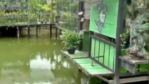 Budi Daya Ikan di Pekarangan Solusi Tahan Cuaca