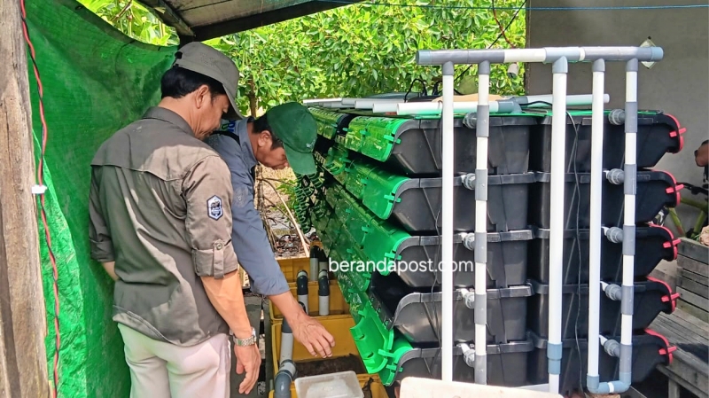 Dinas Perikanan Ingin Kepiting Bakau Menjadi Ikon PPU