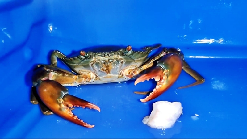 Diskan Dampingi Budi Daya Kepiting, Optimalkan Keuntungan