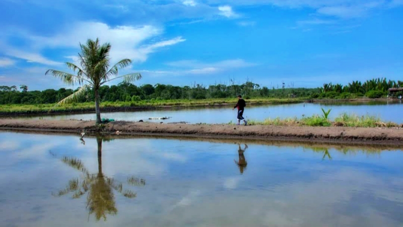 Tambak Ikan