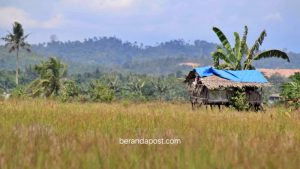 Desa Sidorejo Siap Jadi Lumbung Pangan Andalan di PPU