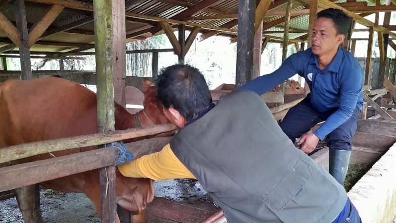 Disbunak Paser Vaksinasi 4.800 Sapi Cegah Penyakit LSD