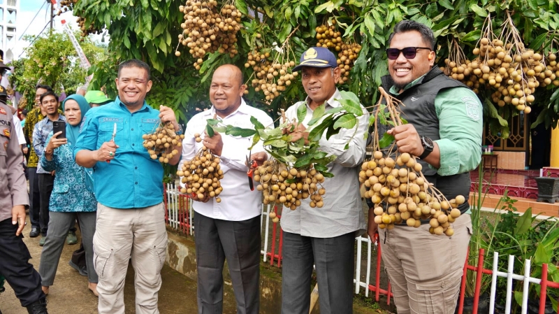 Paser Berbuah, Desa Kelempang Sari Panen Perdana Lengkeng