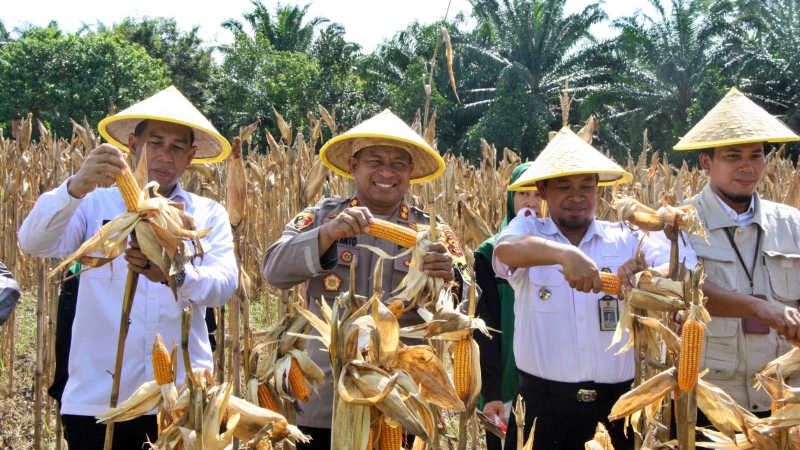 Dukung Asta Cita, Pemkab PPU Panen Jagung Perdana