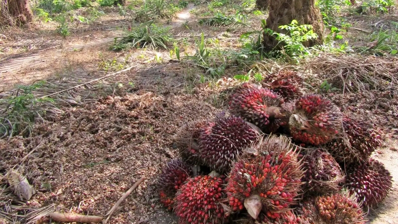 TBS Kelapa Sawit