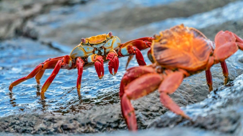 Kenali Ciri-ciri Crab Mentality dan Cara Menghindarinya