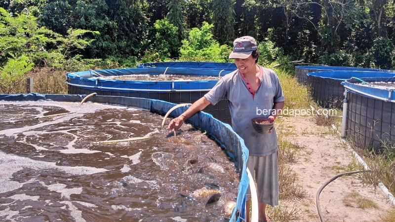 Kisah Sukses Haris Pracoyo dari Budi Daya Ikan Nila Mandiri