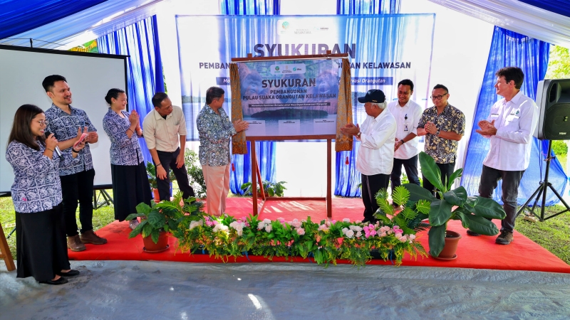 Pulau Kelawasan Bakal Jadi Lokasi Suaka Orangutan