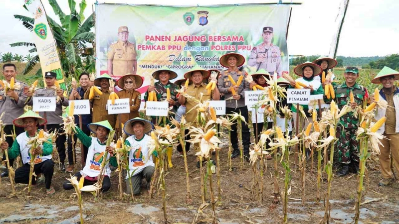 Bupati PPU Panen Jagung Perdana, Siap Bangun Industri Olahan