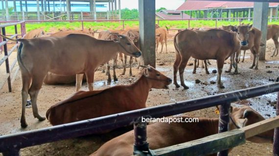 PPU Siapkan 1.200 Hewan Kurban Jelang Iduladha 1446 H