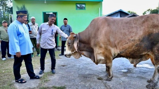 Bupati PPU Serahkan Sapi Kurban Bantuan Presiden Prabowo