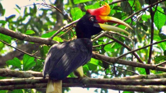 DLH Telusuri Biodiversitas Lahan Konservasi Tiga Perusahaan