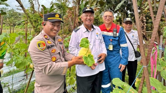 PHKT dan Petani Panen Raya Melon Golden di Marangkayu