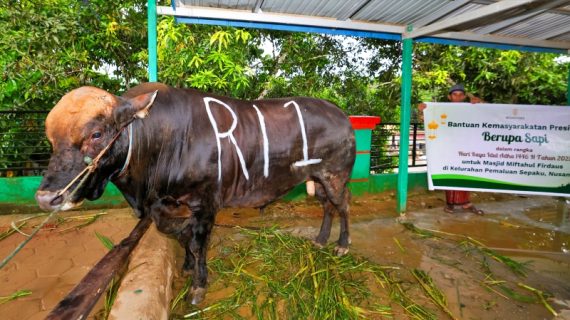 Prabowo Serahkan Sapi Kurban untuk Warga IKN di Iduladha