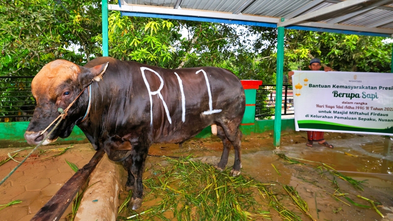Prabowo Serahkan Sapi Kurban untuk Warga IKN di Iduladha