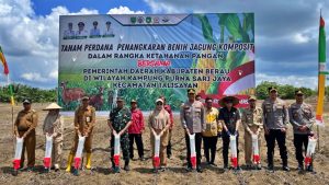 Berau Kembangkan Benih Jagung Komposit di Talisayan
