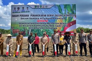 Berau Kembangkan Benih Jagung Komposit di Talisayan