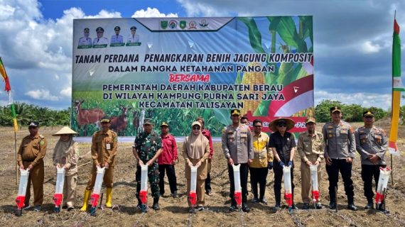 Berau Kembangkan Benih Jagung Komposit di Talisayan