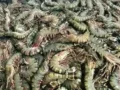 Udang Windu Primadona Ekspor Perikanan Kaltim