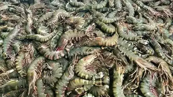 Udang Windu Primadona Ekspor Perikanan Kaltim